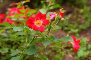 Red color on a blurred background. Nature. Plants.