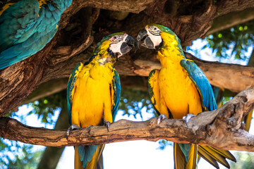 Blue and gold Macaw - birds of a feather flocking together. Colourful parrot family perched in a tree outside in nature.