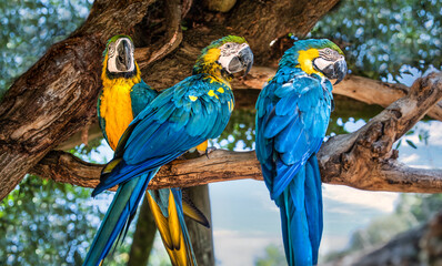 Blue and gold Macaw - 3 birds of a feather flocking together. Colourful parrot family perched in a tree outside in nature.