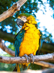 Blue and gold Macaw - Colourful parrot perched in a tree outside in nature.