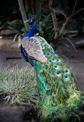 Vibrant and colourful Peacock showing off its beautiful plumage