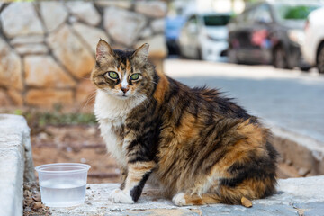 A tricolor fluffy homeless cat with green eyes sits on the street near a box of water and looks at the camera.