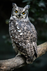 Spotted Eagle Owl perched up high upon a tree. Be careful what you say and do, this wise old owl of Africa is watching over you.