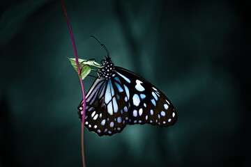 Blue Tiger Butterfly On A Leaf