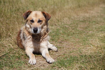 Naklejka na ściany i meble A red stray dog lies on the yellow grassy road in a field at sunny summer day