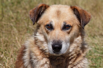 A red-haired stray dog closeup portrait with a tick on his eye
