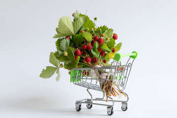 Bouquet of fresh wild forest strawberries with green leaves lies in toy market shopping cart on...