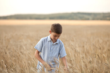 Naklejka na ściany i meble Teen boy kid in wheat field in a summer day