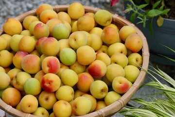 ザルに入った梅の実
