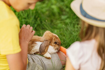 Happy children, together stroking and feeding a pet rabbit with carrots sitting on the lawn on a sunny day in the backyard. Attention and care for the pet. fluffy rabbit is their friend.