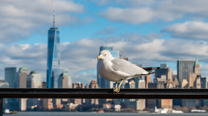 Mouette devant New York