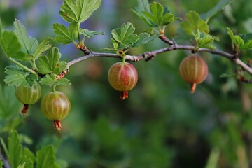 gooseberry berries hang on a green bush 
