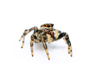 Image of jumping spider isolated on white background. Insect Animal.