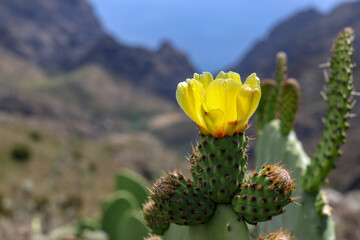 Beautiful blooming cactus in the mountains. Yellow cactus flowers