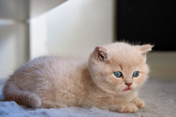 portrait of a sweet British shorthair cream kitten lies on a soft carpet the blue eyes of a cat...