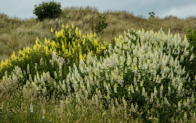 Yellow Lupins and Red Poppies growing on the sand dunes at the coast of Bamburgh, Northumberland. England, UK.