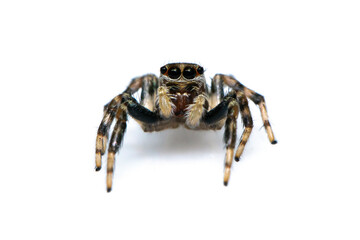 Image of jumping spider isolated on white background. Insect Animal.