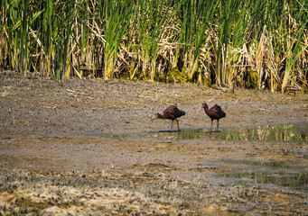 Birds oraging for food in a marsh near Carson City, Nevada.
