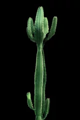 Poster Ornamental spiny plant with green succulent stems of cactus isolated on black background, clipping path included.. © Chansom Pantip
