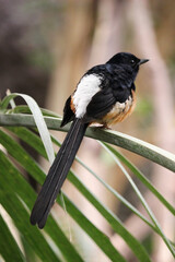 White-rumped Shama (Copsychus malabaricus) male