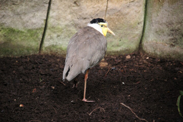 Masked lapwing (Vanellus miles miles), also called masked plover or  spur-winged plover