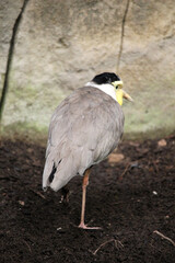 Masked lapwing (Vanellus miles miles), also called masked plover or  spur-winged plover