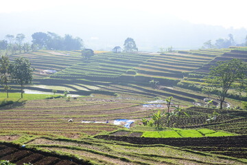 view of terraced rice fields and green hills in beautiful summer. (view from above)