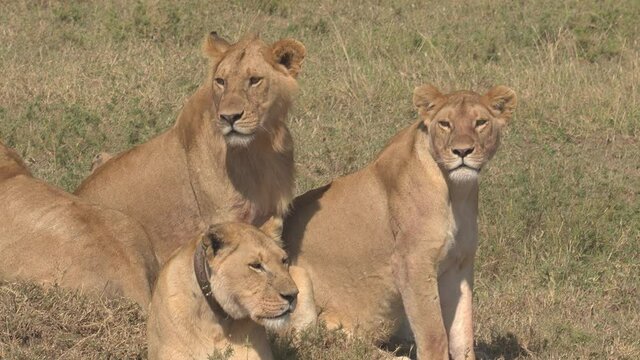 CLOSE UP: A pride of young lions observe the vast African savannah during their hunt. Young lion and lionesses scan the scenic Serengeti park for prey. Stunning shot of lions in their natural habitat.