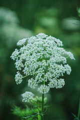 flowers in the garden