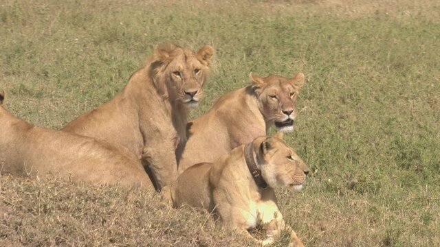 CLOSE UP: Young lion and lionesses scan the scenic Serengeti park for prey. A pride of young lions observe the vast African savannah during their hunt. Stunning shot of lions in their natural habitat.
