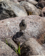 Juvenile Pied Wagtail on rocks in river bed.