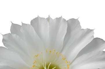 Half white flower. White background