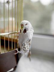 White budgerigar sits on his cage
