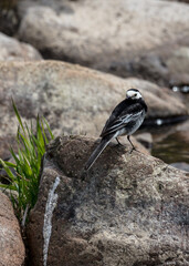 Pied Wagtail bird on rocks in riverbed.