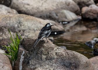 Pied Wagtail bird on rocks in riverbed.