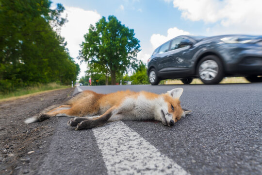 Viele junge F&uuml;chse werden jedes Jahr Opfer des Stra&szlig;enverkehrs