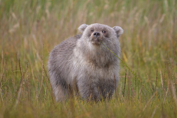 The Cutest Bear cub ever 