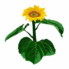 Elegant natural realistic drawing of sunflower head with leaves. Detail flower hand drawn on white background. 
