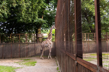 A giraffe at the zoo stands near the cage, waiting for feeding.