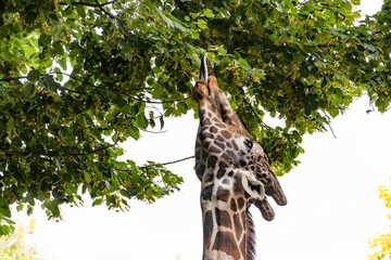 The giraffe reaches with its tongue to the leaves on the trees for food.