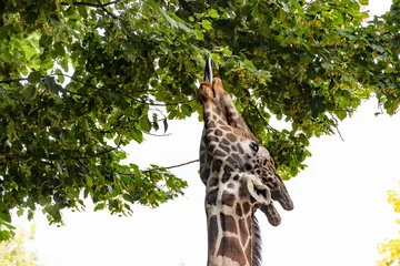 Schilderijen op glas The giraffe reaches with its tongue to the leaves on the trees for food. © Tetiana