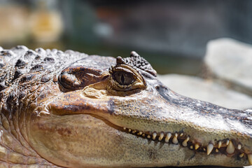 Crocodile eye and teeth close up.