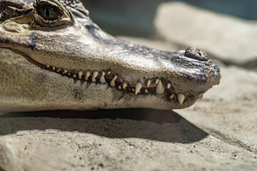 Crocodile teeth close up.