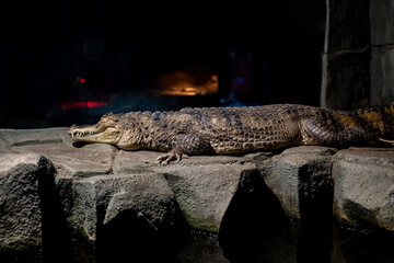A sleeping crocodile is basking on a stone.