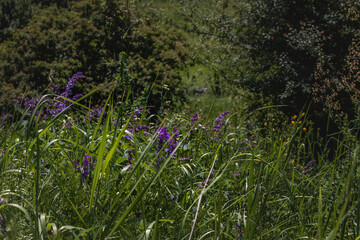 View of a field with flowers and green grass on a sunny summer day.