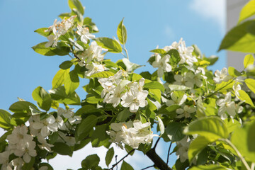 white flowers with green leaves and blue sky