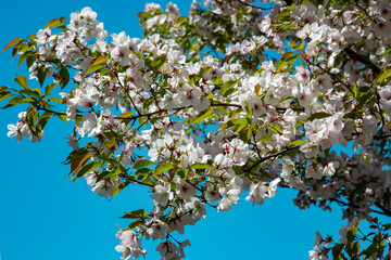 Branches of a blossoming apple tree against the blue sky on a bright spring day. Blossom from the fruit tree in the sunshine.