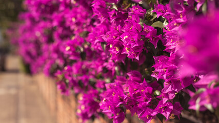 purple bougainvillea flowers