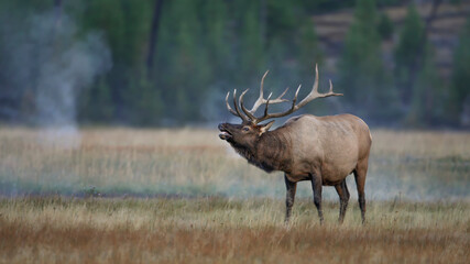 bull elk bugling in the mist