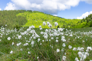 Fototapeta na wymiar Eriophorum vaginatum, the hare's-tail cottongrass, tussock cottongrass, or sheathed cottonsedge, is a species of perennial herbaceous flowering plant in the sedge family Cyperaceae. 